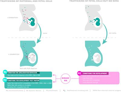 Feto-Maternal Microchimerism: The Pre-eclampsia Conundrum